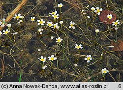 Ranunculus circinatus (jaskier krążkolistny)