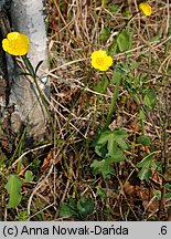 Ranunculus oreophilus (jaskier skalny)