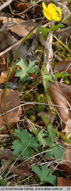 Ranunculus oreophilus (jaskier skalny)