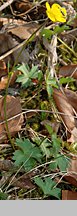 Ranunculus oreophilus (jaskier skalny)