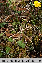 Ranunculus oreophilus (jaskier skalny)