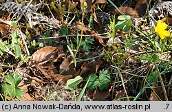 Ranunculus oreophilus (jaskier skalny)