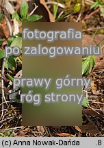 Ranunculus oreophilus (jaskier skalny)