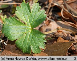 Ranunculus oreophilus (jaskier skalny)