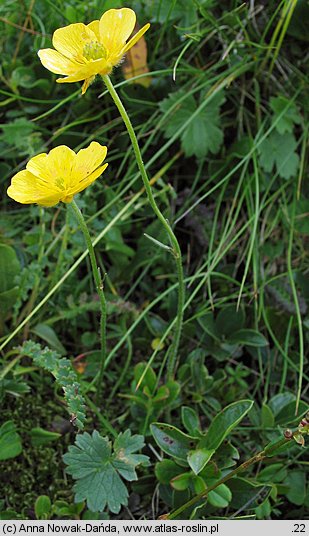 Ranunculus oreophilus