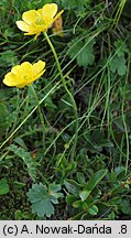 Ranunculus oreophilus