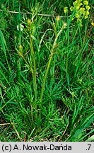 Ranunculus polyanthemos (jaskier wielokwiatowy)