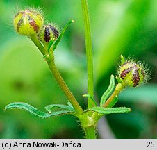 Ranunculus polyanthemos (jaskier wielokwiatowy)