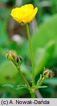 Ranunculus polyanthemos (jaskier wielokwiatowy)