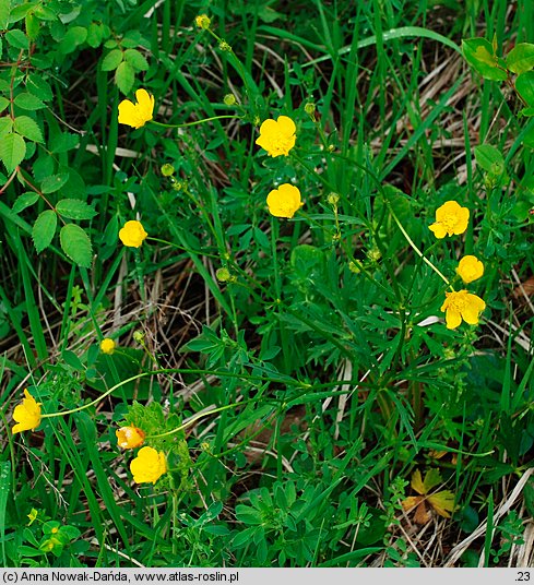 Ranunculus polyanthemos (jaskier wielokwiatowy)