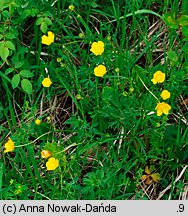 Ranunculus polyanthemos (jaskier wielokwiatowy)