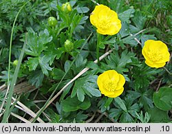 Ranunculus pseudomontanus