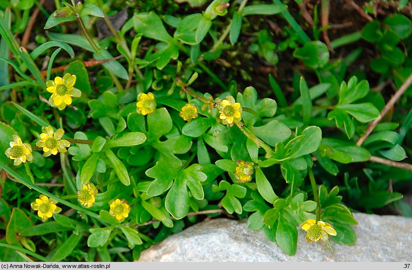 Ranunculus pygmaeus (jaskier karłowaty)