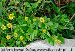 Ranunculus pygmaeus (jaskier karłowaty)