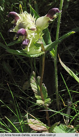 Rhinanthus alpinus