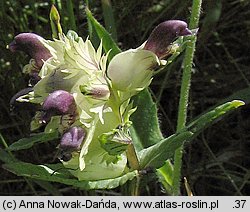 Rhinanthus alpinus