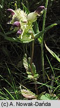 Rhinanthus alpinus