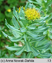 Rhodiola rosea (różeniec górski)