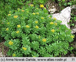 Rhodiola rosea