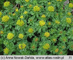 Rhodiola rosea