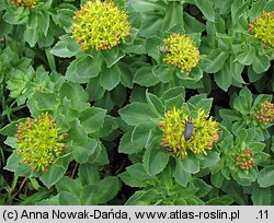 Rhodiola rosea