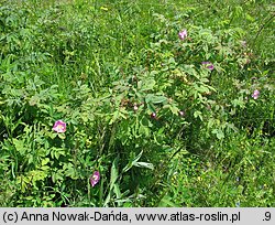 Rosa pendulina (róża alpejska)