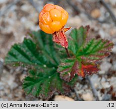 Rubus chamaemorus (malina moroszka)