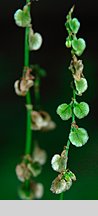 Rumex alpestris (szczaw górski)