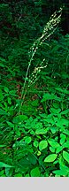 Rumex alpestris (szczaw górski)