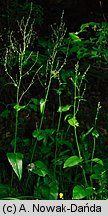 Rumex alpestris (szczaw górski)