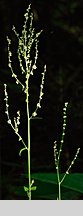 Rumex alpestris (szczaw górski)