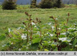 Rumex alpinus (szczaw alpejski)