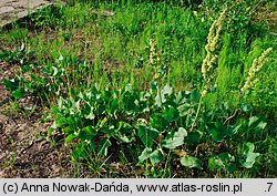 Rumex confertus