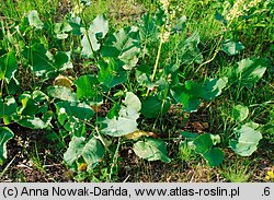 Rumex confertus