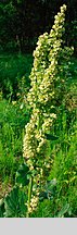 Rumex confertus