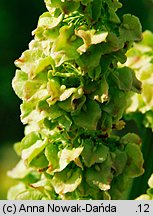 Rumex confertus