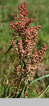 Rumex hydrolapathum (szczaw lancetowaty)