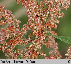 Rumex hydrolapathum (szczaw lancetowaty)