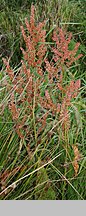 Rumex hydrolapathum (szczaw lancetowaty)