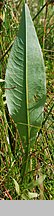 Rumex hydrolapathum (szczaw lancetowaty)