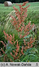 Rumex hydrolapathum (szczaw lancetowaty)