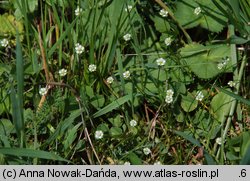 Sagina saginoides (karmnik skalny)