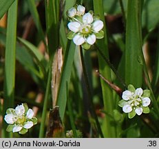 Sagina saginoides (karmnik skalny)