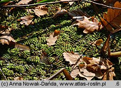 Salvinia natans (salwinia pływająca)