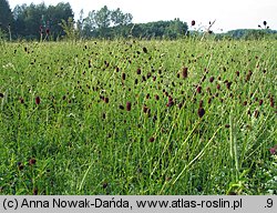 Sanguisorba officinalis (krwiściąg lekarski)