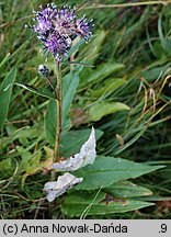 Saussurea alpina (saussurea alpejska)