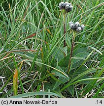 Saussurea alpina