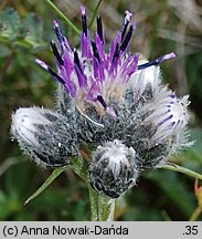 Saussurea alpina (saussurea alpejska)