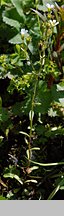 Saxifraga adscendens (skalnica dwuletnia)