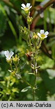 Saxifraga adscendens (skalnica dwuletnia)